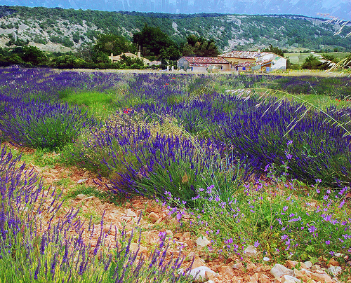 Provence lavender fields by photoartbygretchen