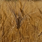 Wheat par dimitryslavin -   provence Provence France