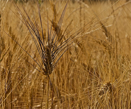 Wheat by dimitryslavin
