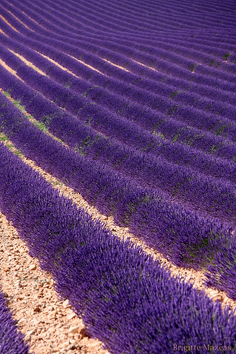 Vagues de lavande by Brigitte Mazéas