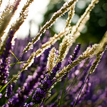 Rays of Gold by shiningarden -   Hautes-Alpes Provence France