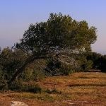 La force du mistral... par Super.Apple - Les Baux de Provence 13520 Var Provence France