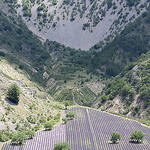 Lavande - Barret-de-Lioure - Drôme Provençale by La Drôme - Barret-de-Lioure 26570 Drôme Provence France