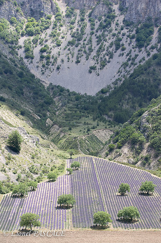 Lavande - Barret-de-Lioure - Drôme Provençale by La Drôme