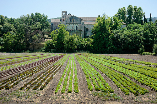 Abbaye de Silvacane by Jacqueline Poggi