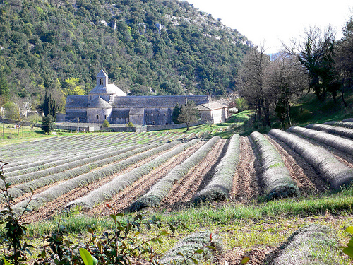 Abbaye de Sénanque par jackie bernelas