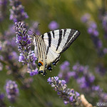 Butterfly... "le flambé" by Young Crazy Fool - Les Baux de Provence 13520 Bouches-du-Rhône Provence France