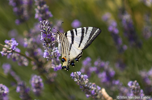 Butterfly... "le flambé" par Young Crazy Fool