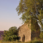 Alpes-de-Haute-Provence by primule - Valensole 04210 Alpes-de-Haute-Provence Provence France