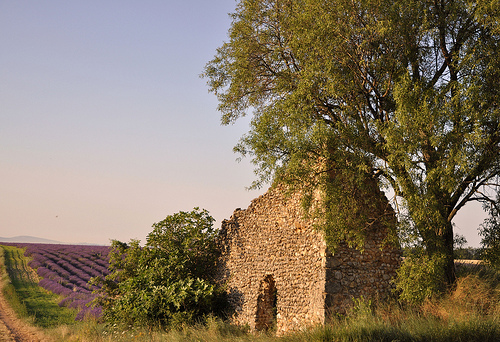 Alpes-de-Haute-Provence par primule