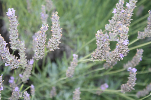 Lavande de Provence par Queen Dot Kong