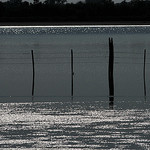 Reflets sur l'étang - Camargue par :-:claudiotesta:-: -   Bouches-du-Rhône Provence France