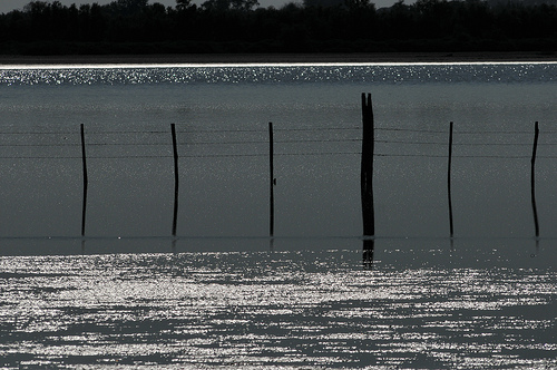 Reflets sur l'étang - Camargue par :-:claudiotesta:-: