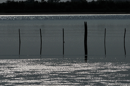 Reflets sur l'étang - Camargue by :-:claudiotesta:-: