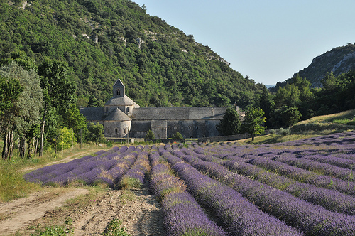 La magnifique Abbaye de Sénanque par :-:claudiotesta:-: