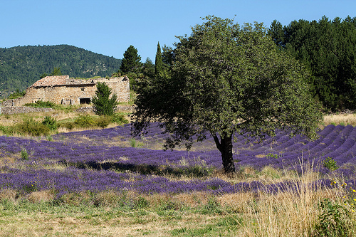 Contrastes de Provence by myrddinho