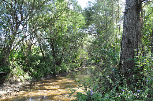 Petit ruisseau à la Roque Esclapon by SUZY.M 83