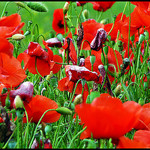 Red Poppies par J@nine -   provence Provence France