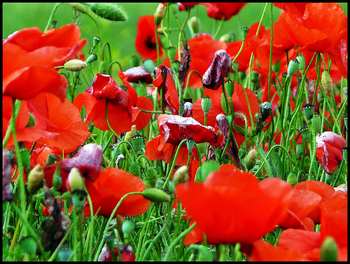 Red Poppies by J@nine