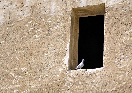 Le pigeon star : encadré ! par L_a_mer