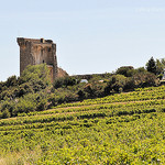 Vigne à Chateauneuf du Pape par L_a_mer - Châteauneuf-du-Pape 84230 Vaucluse Provence France