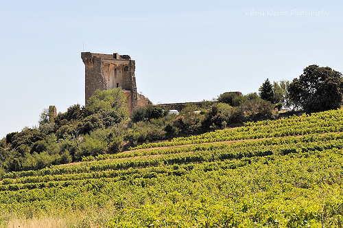 Vigne à Chateauneuf du Pape par L_a_mer