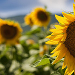 Tournesols par ArnauD-J -   provence Provence France