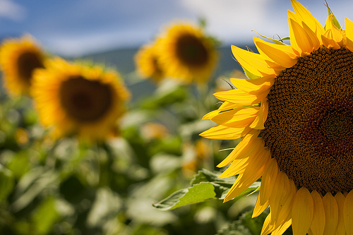 Tournesols par ArnauD-J