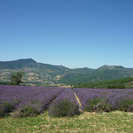 Lavande dans la drôme by k.deperrois -   Drôme Provence France