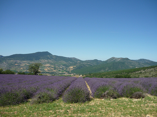 Lavande dans la drôme par k.deperrois