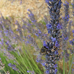 Lavande et abeille by k.deperrois -   Drôme Provence France