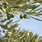 Les olives du Midi by Idealist'2010 -   provence Provence France