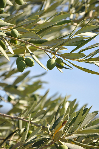 Les olives du Midi by Idealist'2010