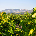 Les Dentelles et la vigne en fin d'été par Laurent2Couesbouc -   Vaucluse Provence France