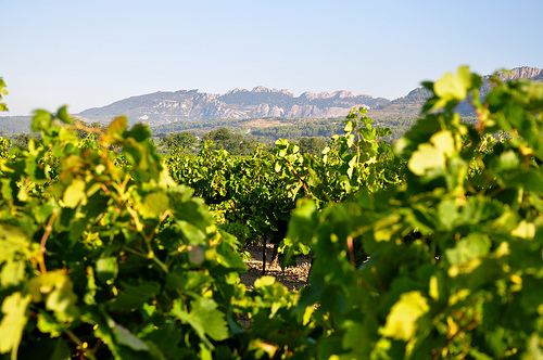 Les Dentelles et la vigne en fin d'été by Laurent2Couesbouc