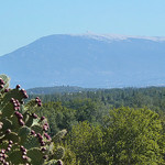 Cactus & Mont Ventoux by Toño del Barrio -   Vaucluse Provence France