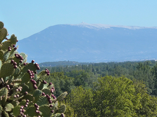 Cactus & Mont Ventoux by Toño del Barrio