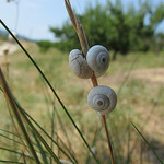 Escargots par k.deperrois -   Drôme Provence France