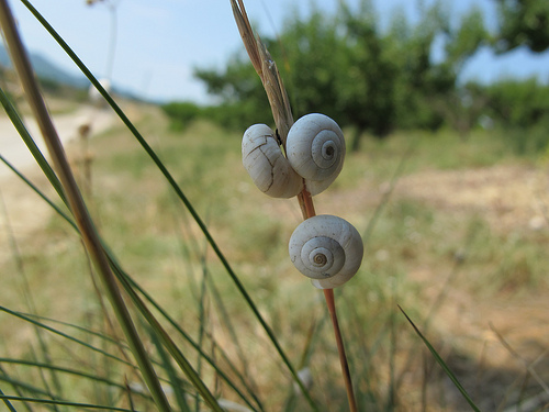 Escargots par k.deperrois