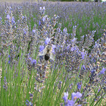 Lavande - drôme provençale by k.deperrois -   Drôme Provence France