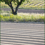 Champs + cerisier + vigne = Géométries par Vero7506 -   provence Provence France
