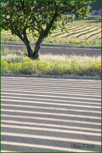 Champs + cerisier + vigne = Géométries par Vero7506