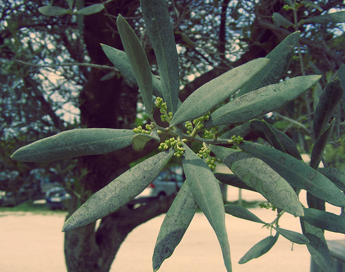 Branche d'olivier par anitaagrenouille