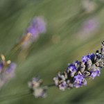 Brin de lavande par Asymkov -   Vaucluse Provence France