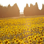 Champs de Tournesols par Asymkov -   Vaucluse Provence France