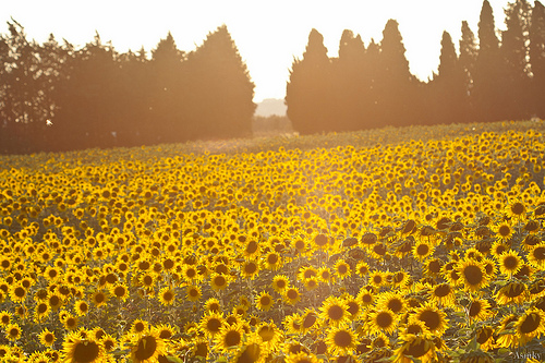 Champs de Tournesols by Asymkov