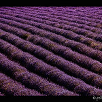 Champs de Lavande - vagues violettes by Fototerra.cat -   provence Provence France