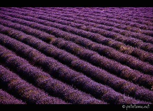 Champs de Lavande - vagues violettes par Fototerra.cat