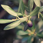 Le temps des olives - Olivier by bcommeberenice -   provence Provence France