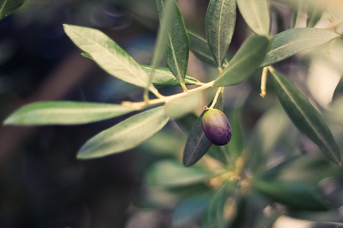 Le temps des olives - Olivier par bcommeberenice